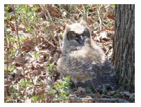 Rescue Great Horned Owl
