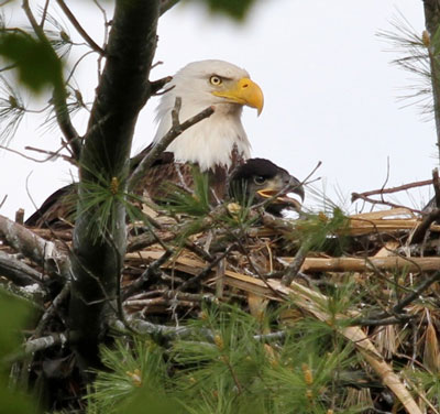 Eagle with baby in nest